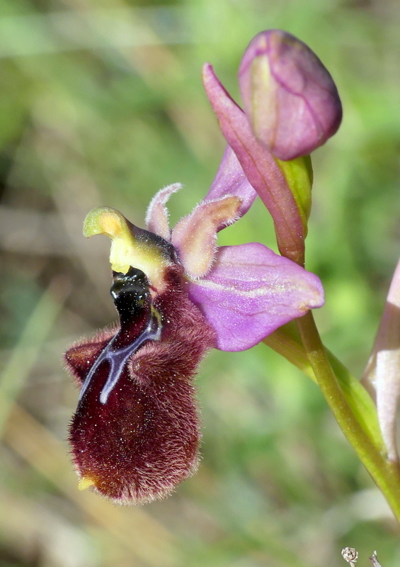 ibridi di Ophrys tenthredinifera nellalto Abruzzo - maggio 2021.